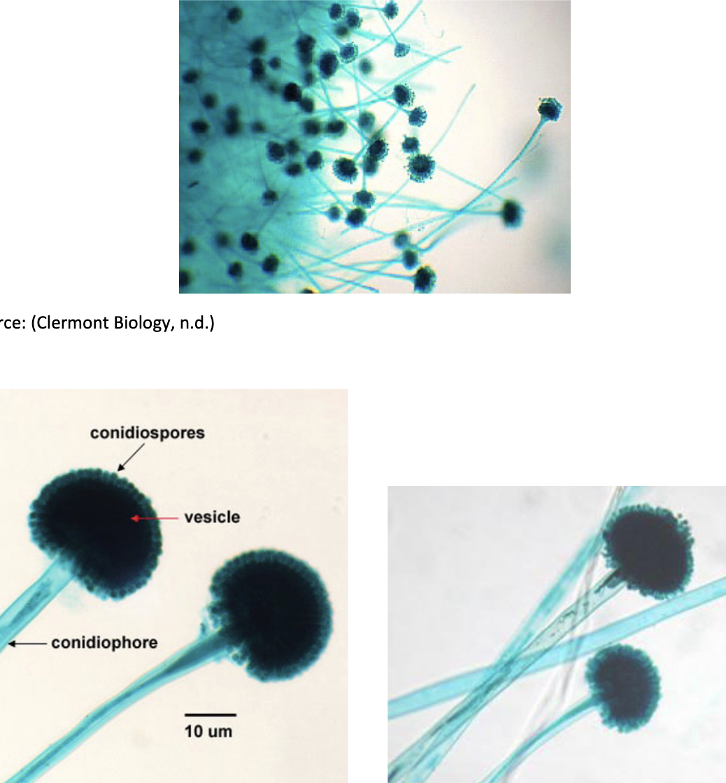 ex) Aspergillus

repro structure: condidiophore

spore: conidia