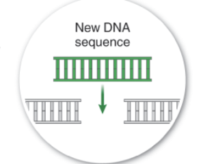 <p>New DNA sequence can be inserted, one that changes or repairs the host cell’s DNA. </p>