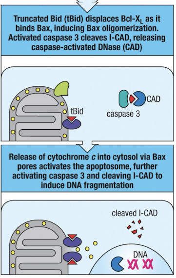<ul><li><p>cleaved BID displaces Bcl-XL (protector)</p></li><li><p>activates caspase 3 cleaves iCAD</p></li><li><p>cytochrome C release into cytosol → apopotosome activation</p></li><li><p>CAD cleaves DNA into 200 bp fragments between nucleosomes</p></li><li><p>CTLs induces target cell death with 5 mins</p></li></ul><p></p>