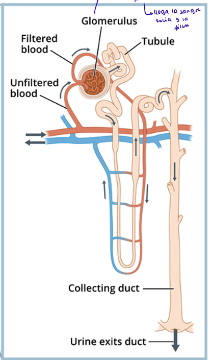 <p>La nefrona está formada por un túbulo y un corpúsculo renal. Este corpúsculo está formado por matojo (tuft?) de capilares llamados glomérulo, que se encarga de filtrar la sangre, y una cápsula de Bowman, que es una estructura en forma de copa que envuelve el glomérulo y recoge el líquido filltrado, que pasará por el tubo renal.</p>