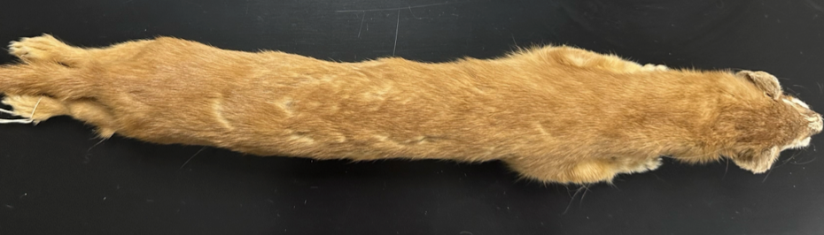<p>Mustelidae 4</p>