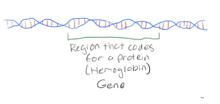 <p>DNA regions that code for proteins</p>