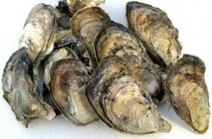 <p>Crassostrea virginica</p>