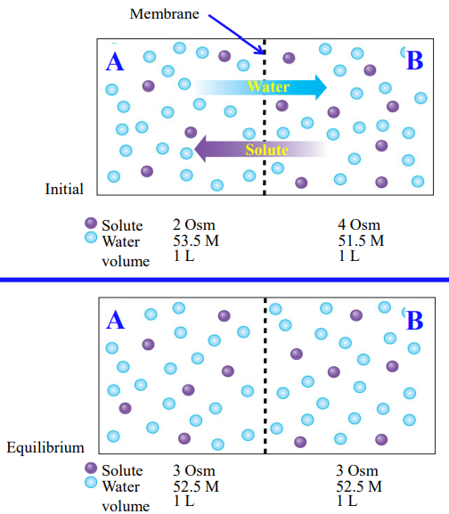 <ul><li><p>The partition between the compartments is permeable to water and solute.</p></li><li><p>After diffusional equilibrium has occurred, movement of water and solutes has equalized their concentrations on both sides.</p></li></ul><p></p>