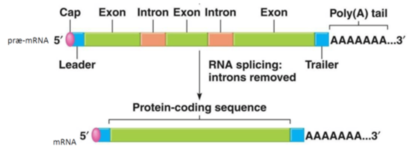 <p>Fjernelse af ikke-kodende introns + ligering af exons</p><p>Processen katalyseres af et enzym kaldet spliceosome</p>