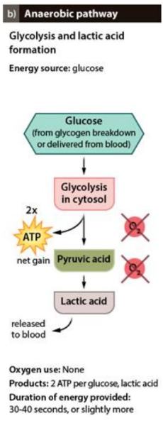 no oxygen is required

fast process, but lower ATP yield per glucose (2 ATP) and lasts for less than one minute

uses glucose and glycogen stores

lactic acid is produced