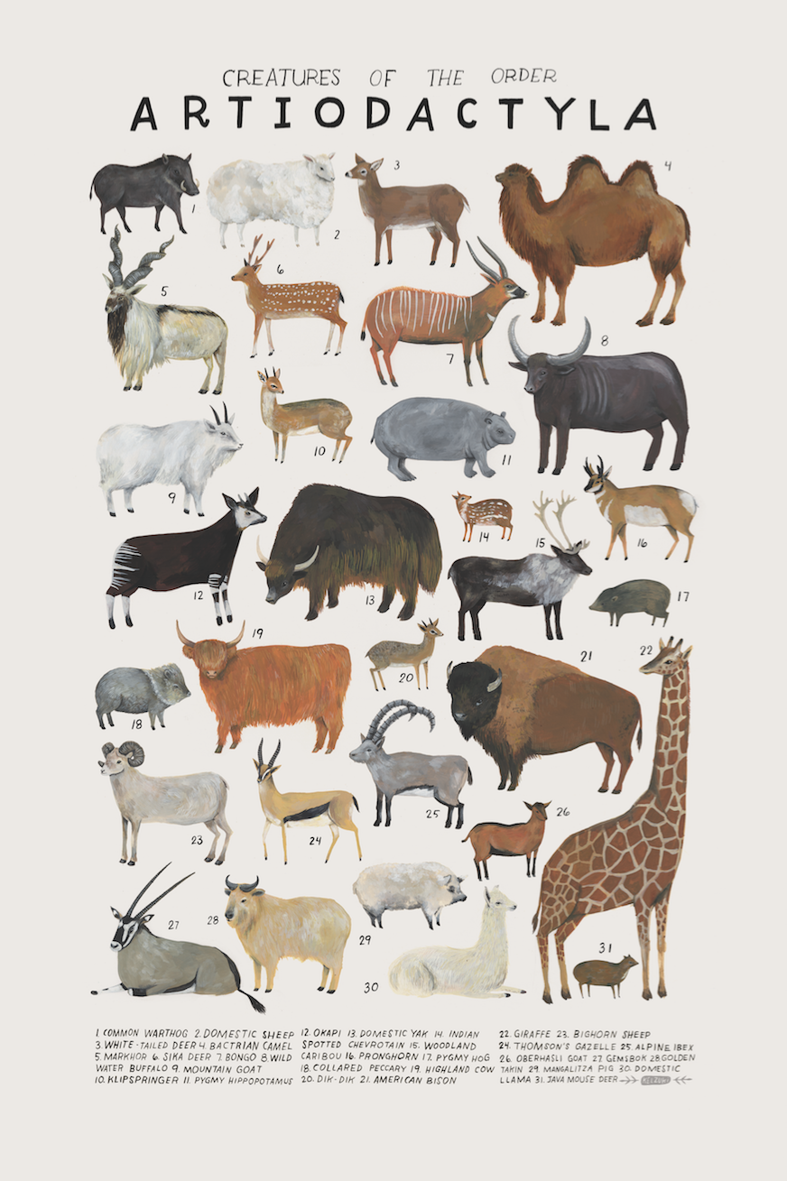 <p>even toed mammals, swine, camels, giraffes, deer, hippos, antelopes, cattle, sheep, and goats. </p>