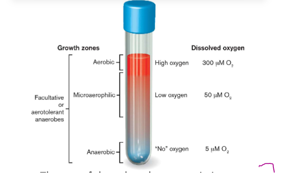 <p>strict aerobes</p><ul><li><p>can only grow in oxygen </p></li></ul><p>Microaerophiles </p><ul><li><p>grow only at lower O2 levels</p></li></ul><p>Strict anaerobes </p><ul><li><p>Die in the least bit of oxygen</p></li></ul><p>Facultative anaerobes (aerotolerant) </p><ul><li><p>can live with or without oxygen </p></li></ul>