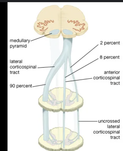 <p>Which structures in the medulla house corticospinal tract decussation?</p>