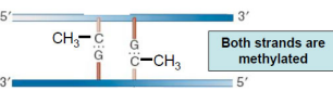 <p>Both strands are methylated</p>