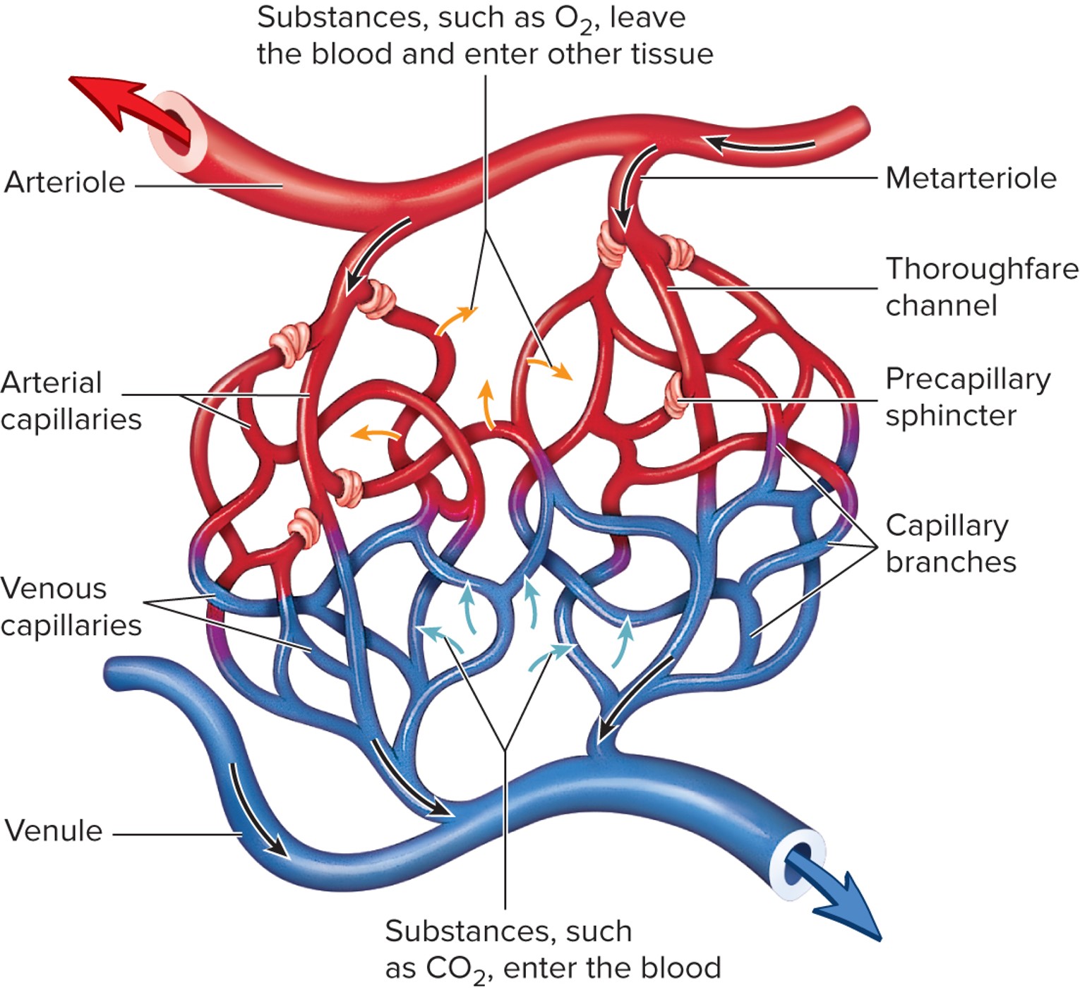 <p>Blood flow into and through the capillary beds is regulated by [blank]</p>