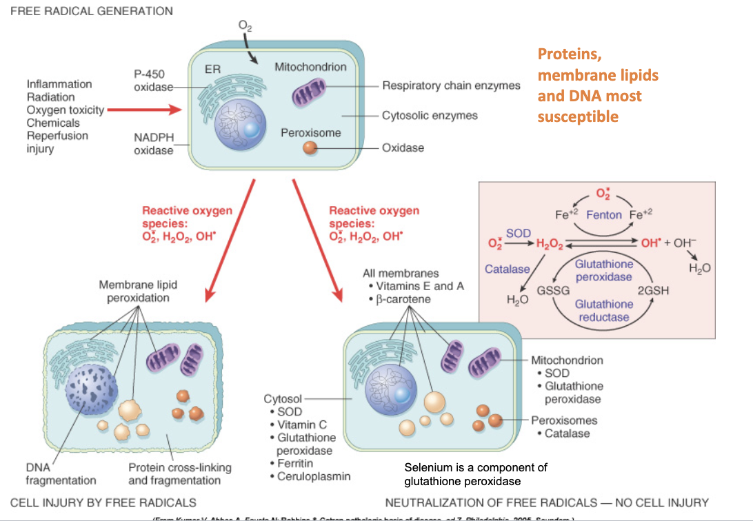 <ul><li><p>Inflammation</p></li><li><p>Decreased removal/scavenging</p></li><li><p>Radiation</p></li><li><p>Drugs</p></li><li><p>Generated in normal cellular processes and in response to ^ stressors</p></li></ul><p></p>