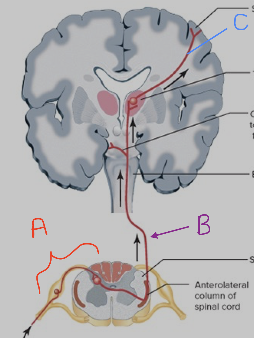 <p>Is C Primary(1st), Second (2nd) order, or Third order afferent neuron</p>