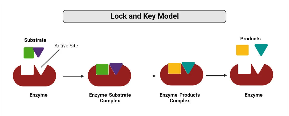 <p>How does the ‘lock and key mechanism’ work?</p>