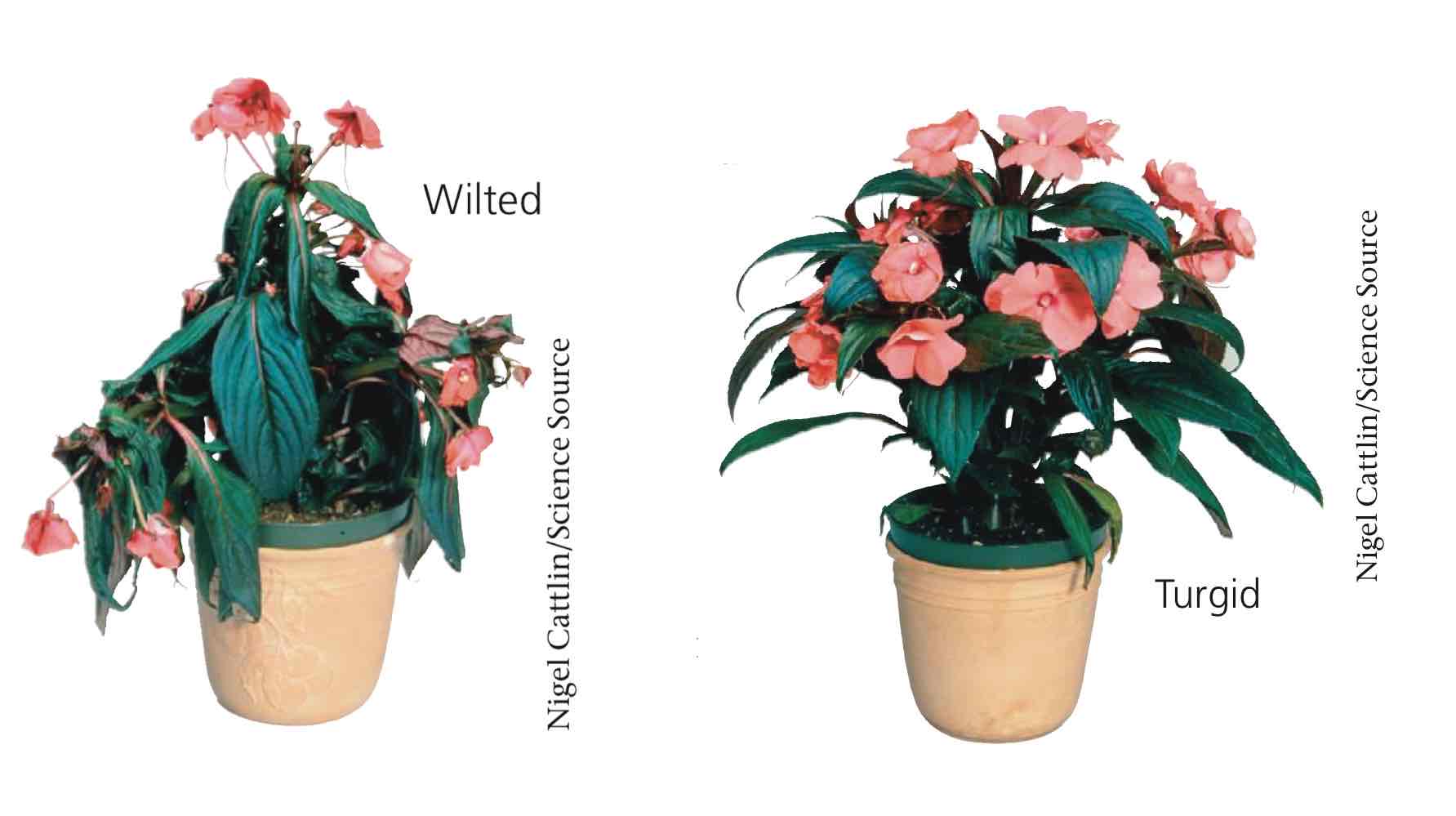 <p>Wilted if low turgor pressure, turgid when high turgor pressure.</p>