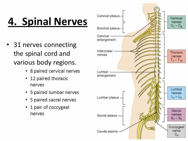 <p>Spinal Nerve</p>
