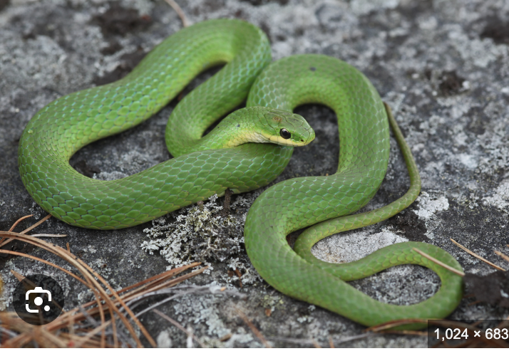 <p>smooth green snake </p><ul><li><p>green, brown/yellowish-green, white/pale yellow belly → hatchlings often a deeper green</p></li><li><p>labials color of belly</p></li><li><p>scales <u>smooth,</u> anal plate <u>divided</u></p></li></ul><p></p>