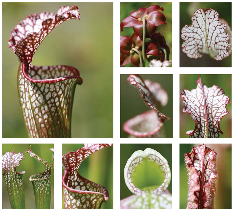 <p>Whitetop pitcherplant</p>