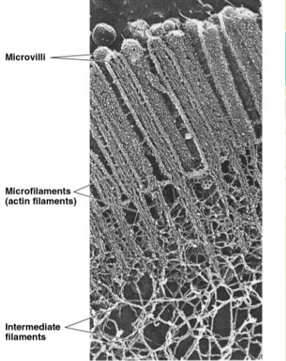 <ul><li><p>thinnest class of cytoskeletal fibers</p></li><li><p>solid rods</p></li><li><p><span>provide rigidity and shape to the cell and facilitate cellular movements</span></p></li><li><p>w/ other proteins, they form 3D network inside plasma membrane</p></li></ul>