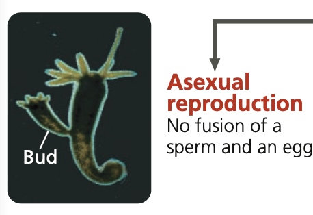 * New individuals arise from outgrowths of existing ones
*  **EX.** stony corals, buds form and remain attached to the parent
  * Eventually results in a colony more than 1 m across, consisting of thousands of connected individuals