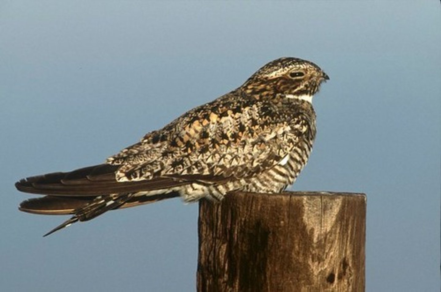 <p>Nightjars and Allies</p>