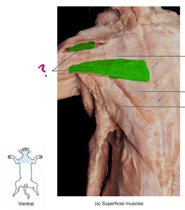<p>manubrium &amp; sternum</p>