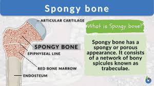 <ul><li><p>The inner layer of bones that consists of trabeculae and contains red bone marrow.</p></li><li><p>Prominent in areas of bones that are not heavily stressed or where stresses arrive from many directions.</p></li></ul><p></p>