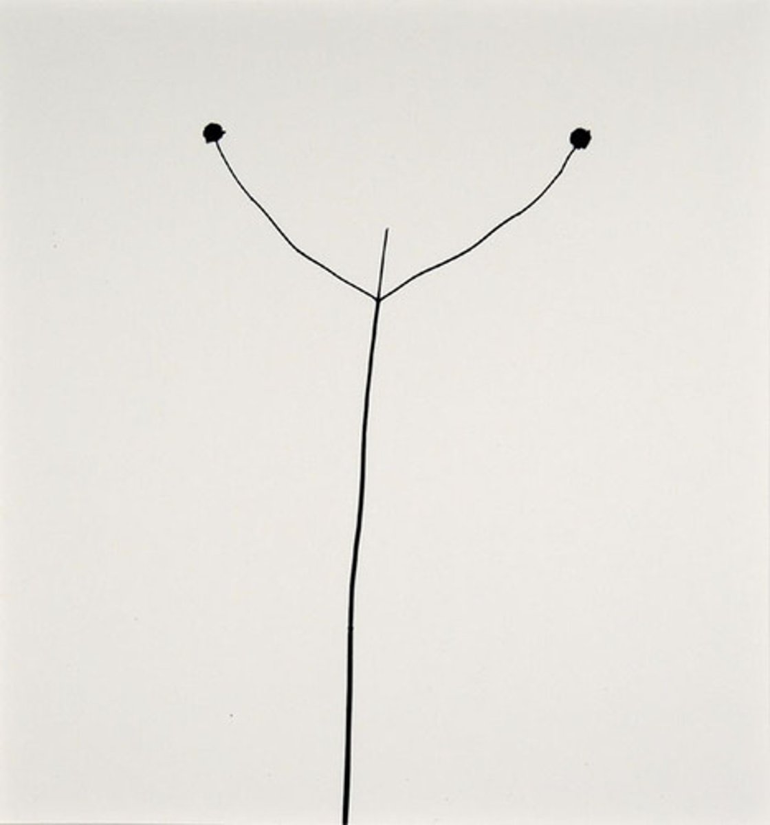 <p>Weed Against the Sky</p>