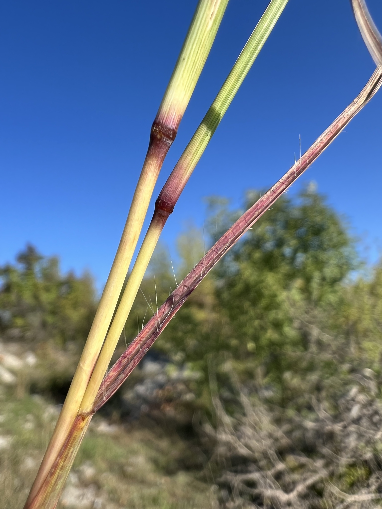 <p>King Ranch bluestem (<em>Bothriochloa ischaemum</em>)</p>