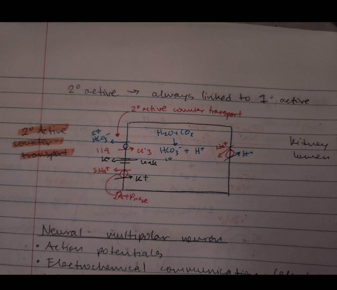 <p>Primary active transport directly uses metabolic energy from the <span style="color: red;">hydrolysis of ATP</span> to pump molecules or ions across a membrane.</p><p></p><p>secondary active transport does not use ATP directly. Instead, it relies on the <span style="color: red;">electrochemical gradient of one ion</span>—typically Na⁺ or H⁺—established by primary active transport to drive the movement of a second molecule against its own gradient</p><p></p><p>while primary active transport generates ion gradients <span style="color: red;">using ATP</span>, secondary active transport exploits these <span style="color: red;">pre-existing gradients to move other substances</span>, making it indirectly dependent on ATP</p>