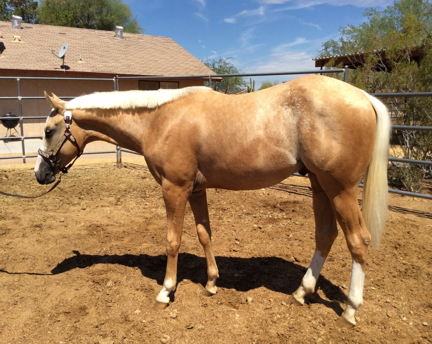 <p>Palomino photo</p>