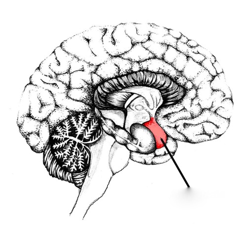 Part of the limbic system; involved in memories and emotions, primarily fear and aggression; also learning and memory modulation