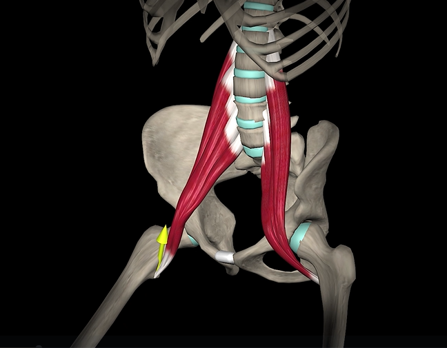 <p>Function: flexion of hip</p><p>Origin: lumbar vertebrae</p><p>Insertion: lesser trochanter of femur</p>