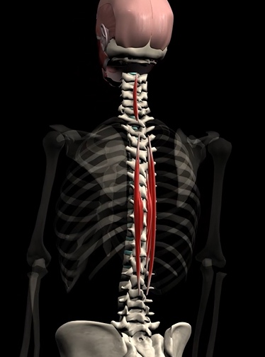 <p>Function: extends and laterally flexes spine</p><p>Origin: L1, L2, T11, T12, C7, T1, T2</p><p>Insertion: T4-T8, C2-C4</p>