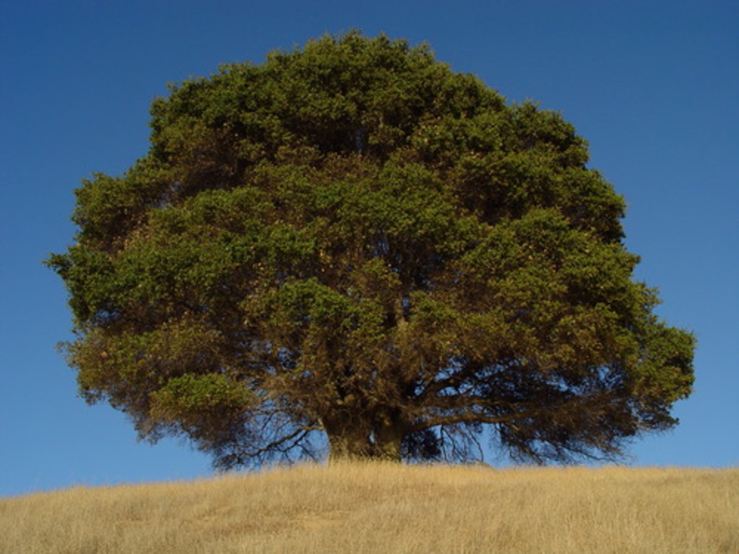 <p>A political initiative born during a political rally held under the "Secession Oak" in South Carolina on July 31, 1844. <br><br>The movement was an attempt to kick of "separate state action" against the Tariff of 1842 after John C. Calhoun failed to secure the presidential nomination and the tariff was left intact. <br><br>Many men advocated for disunion, yet their leader Robert Barnwell Rhett called for reform and not secssion and ultimately Calhoun would disavow the movment.</p>