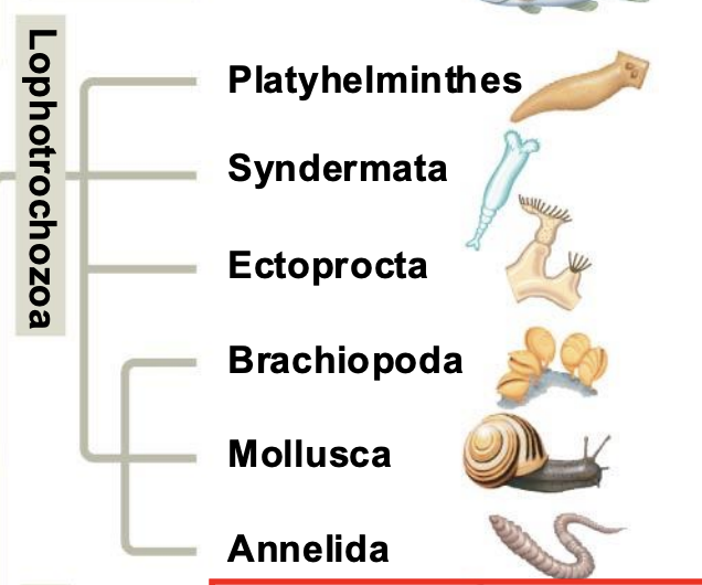 <p>Platyhelminthes, Syndermata, Ectoprocta, Brachiopoda, Mollusca, and Annelida</p>