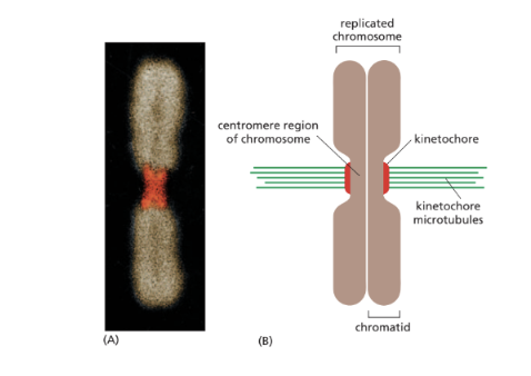 <ul><li><p>Kärnmembranet fosforyleras och löses upp vilket gör att mikrotubuli kan komma åt kromosomerna.</p></li><li><p>Mikrotubuli binder till kromosomernas centeromer genom ett proteinkomplex som kallas kinetokor.</p></li><li><p>Kinetokoren kan lokalisera DNA-sekvensen på centeromeren. Varje systerkromatid har en kinetokor.</p></li><li><p>Kromosomerna börjar förflytta sig mot cellens mittlinje mha motorproteiner.</p></li></ul>