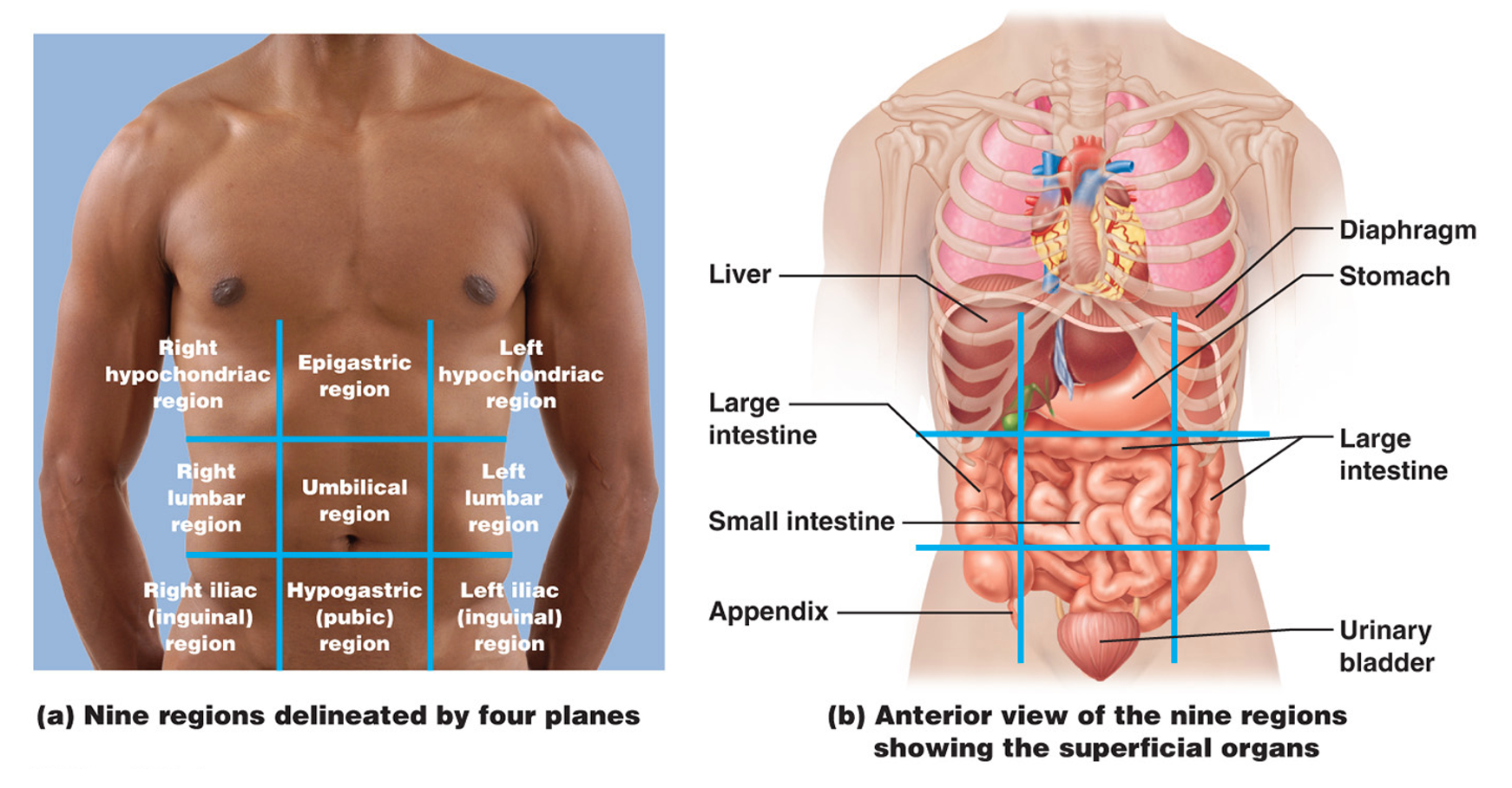 <p>The Nine Abdominopelvic Regions</p>