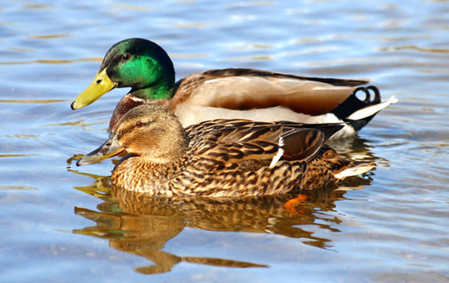 <p>duck</p>