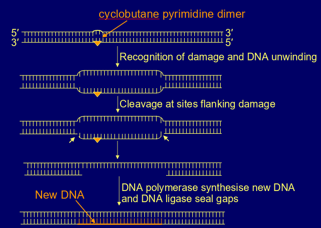 <p>-recognition of damage and DNA unwinding</p><p>-cleavage at sites flanking damage</p><p>-DNA polymerase sythesise new DNA &amp; DNA ligase seal gaps</p>