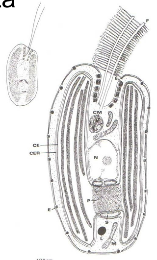 <ul><li><p>flagella are asymmetrical</p></li><li><p>creates unique movement that is spiral like due to the short and long flagella</p></li></ul><p></p>