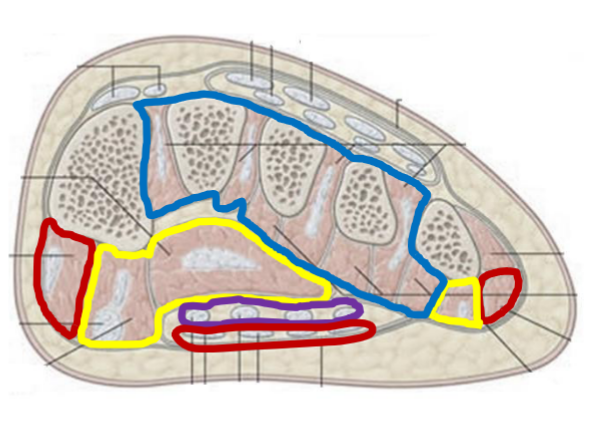 <p><u>4 Layers of the Foot</u></p><p>Layer 1 / Layer 2 / Layer 3 / Layer 4</p><p>Answer in colors</p>