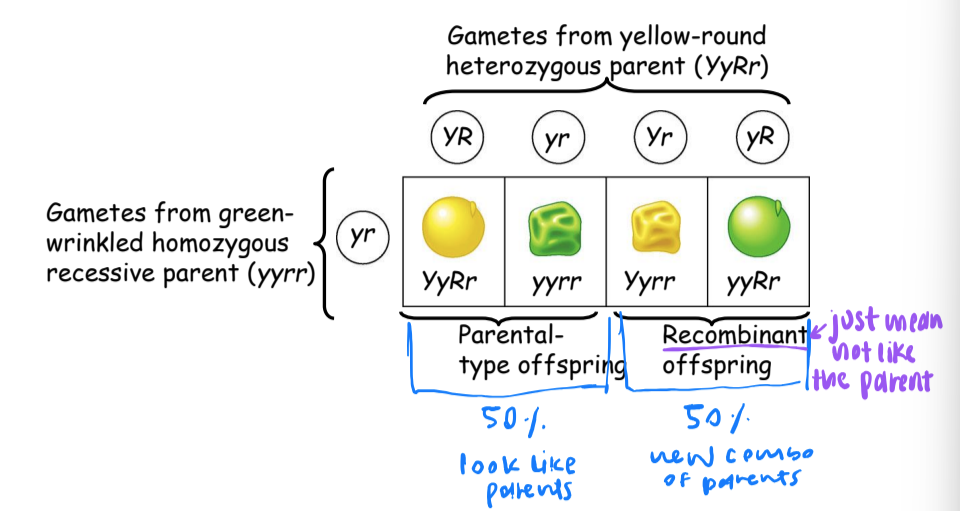 <p>recombination of unliked genes: independent assortment of chromosomes</p>