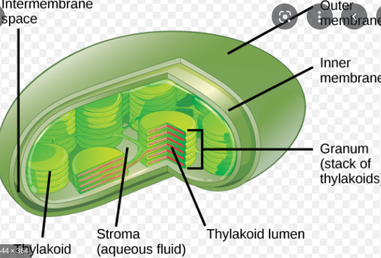 <p>trap light and contain the thylakoid space</p>