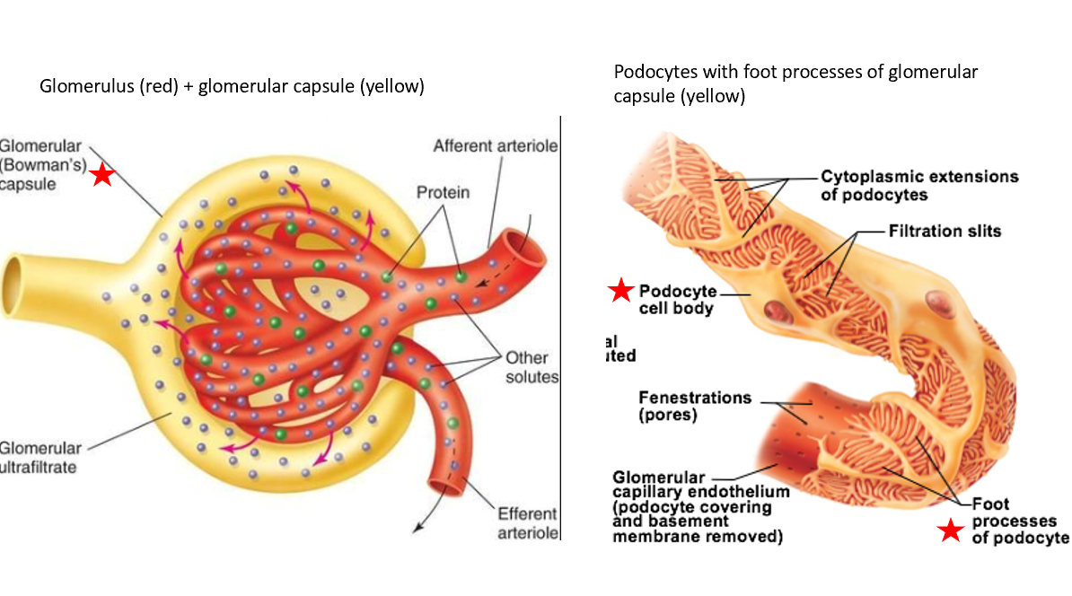 <ul><li><p>Subdivision of renal corpuscle</p></li><li><p>double-layered structure that completely surrounds glomerular capillaries</p></li><li><p>Inner layer has podocytes with foot processes</p></li></ul><p></p>