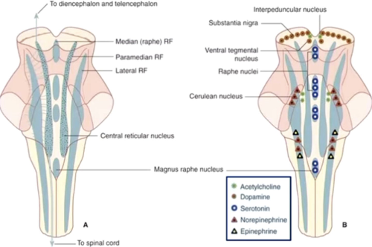 <p>there are clusters of cholinergic and monoaminergic neuronal groups in the reticular formation</p><p>aka specific regions of the reticular formation will hold different neurotransmitters for bodily systems </p>