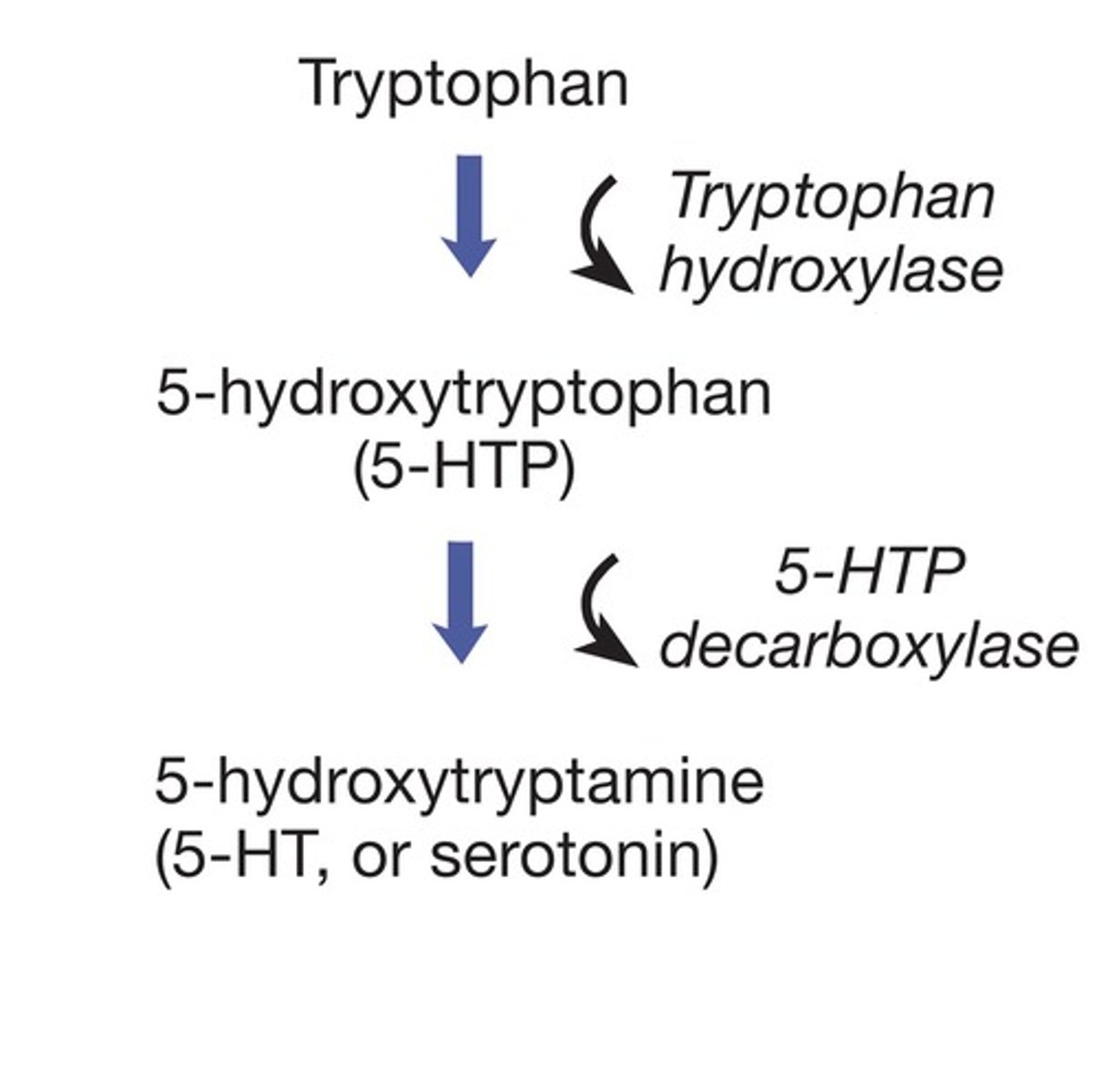 <p>Synthesis: from tryptophan (AA). Plays role in regulation of mood; control of eating, sleep, and arousal; and pain regulation. Also involved in dreaming. Major source is raphe nuclei of the midbrain, pons, and medulla.</p>