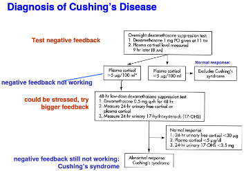 <p>Occurs when too much cortisol is being secreted leading to high output of ACTH</p><ul><li><p>loss of bone, muscle, connective tissue, fragile skin, abdominal obesity</p></li><li><p>diagnosed using dexamethasone suppression test</p></li></ul>