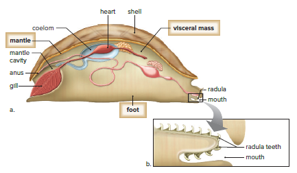 The body plan of molluscs.