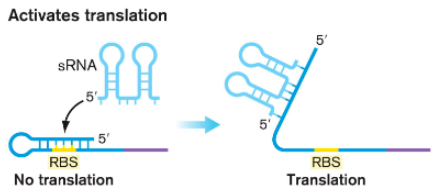 <ul><li><p>sRNAs</p></li><li><p>mRNA sequence</p></li><li><p>Ribosome-binding site</p></li><li><p>allow</p></li><li><p>activate</p></li></ul><p></p>